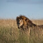 Male Lions Are Bullshit