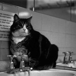 Gaze Upon This Famous Fat Cat Who Lived in a Train Station Toilet