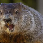 PETA Wants a Robot Groundhog to Predict the Weather