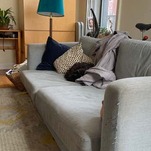 Please Teach This Cat How to Properly Practice Social Distancing