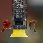 Don't Trust The Birds