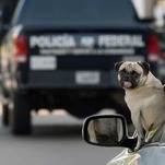 Are Dogs Good Drivers? A Tiny Jezebel Investigation