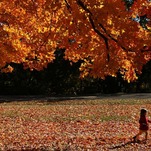 This Suburban Leaf Blower Drama Is Getting Heated