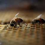 Maybe All Those Missing Bees Are Just in Our Eyeballs, Eating Our Tears