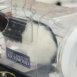 These Rats in Tiny Cars Are Supposed to Teach Us Something, but Mostly I Just Enjoy Watching Them