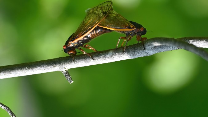 Maybe Take a Page From the ‘Hyper-Sexual’ Zombie Cicadas This Spring