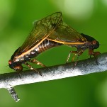 Maybe Take a Page From the 'Hyper-Sexual' Zombie Cicadas This Spring