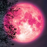 What If We Ritually Sacrificed a Man—I Mean...Kissed Under April's Pink Moon