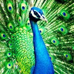 The Horny Peacock in My Neighborhood Is Driving Me Insane