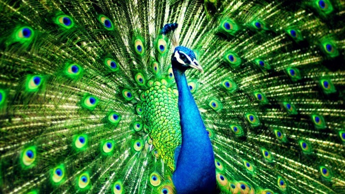 The Horny Peacock in My Neighborhood Is Driving Me Insane