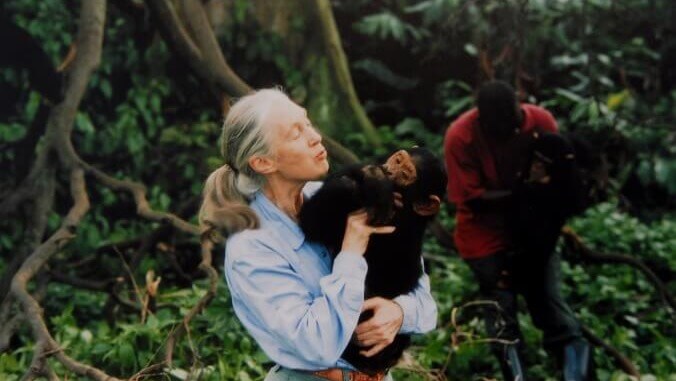 Jane Goodall: A Life Dedicated to Science, Environmentalism, and Humbling Men’s Egos