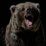 Japan Is Facing a Strange Crisis of Deadly Bear Attacks
