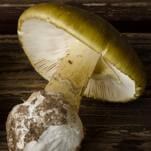 A Climate Change Threat You Wouldn't Expect: Death by Mushroom Poisoning