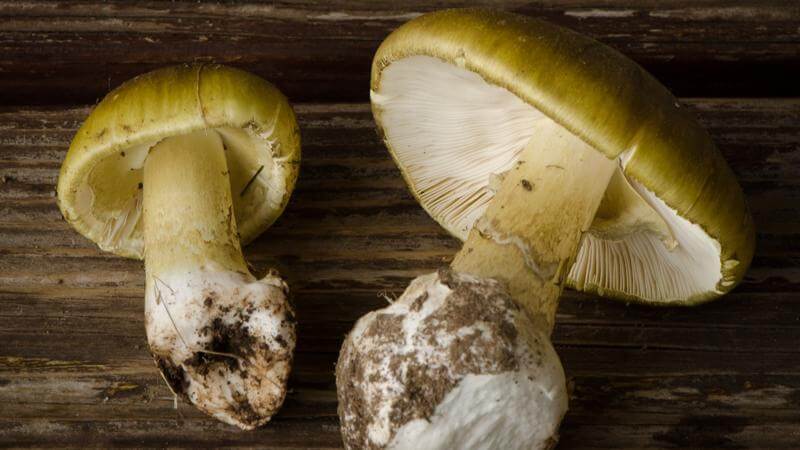 A Climate Change Threat You Wouldn't Expect: Death by Mushroom Poisoning