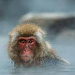 Same-Sex Behavior Likely Predates Humanity Itself, New Study Suggests