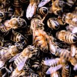 Has Anyone Seen My Swarm of Angry Bees?