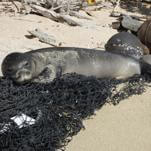 “Please Feel Bad for Me” Pleads Tourist Who Threw Rocks at Endangered Seal in Hawaii