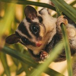 Australia’s Top Anti-Abortion Idiot Tried to Use a Picture of Sugar Gliders to Promote her Anti-Abortion Messaging