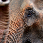 Grand Ol' Elephant Takes a Grand Ol' Leak in the Middle of the Texas GOP Convention
