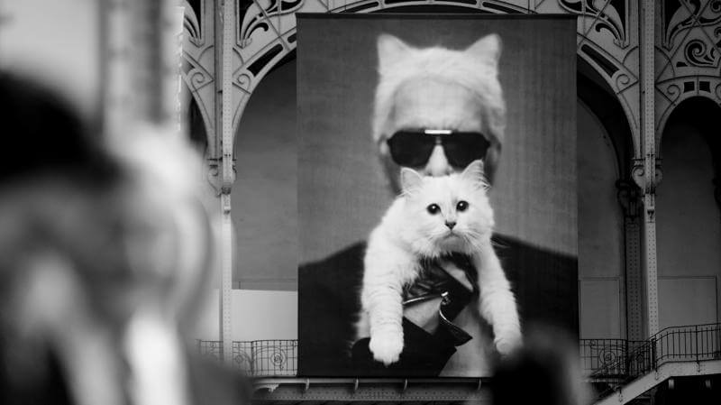 Karl Lagerfeld cat, Choupette