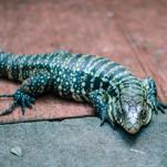Georgia Asks Residents, Would You Mind Helping Us to Kill Some 4-Foot Invasive Lizards?