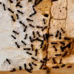 Michelin Chef Facing Jail in South Korea for the Crime of ... Serving Ants on Sorbet