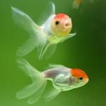 Court Declares Pair of Goldfish Are 