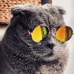 JD Vance and the Secret Service are Beefing With a Cat Meme Page