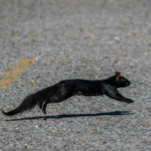 Watch a Squirrel Elude 15 Grounds Crew Members at Last Night's Orioles-Tigers Ballgame