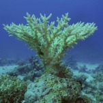 Record Coral Bleaching Takes the Climate Change Abstract and Makes It Real