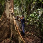 The Once Isolated Tribes of the Peruvian Amazon Face Annihilation