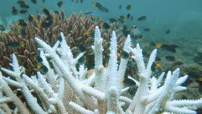 The Great Barrier Reef is Boiling Alive