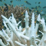 The Great Barrier Reef is Boiling Alive