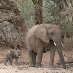 Namibia to Combat Drought-Induced Food Shortages by Culling Elephants and Other Animals