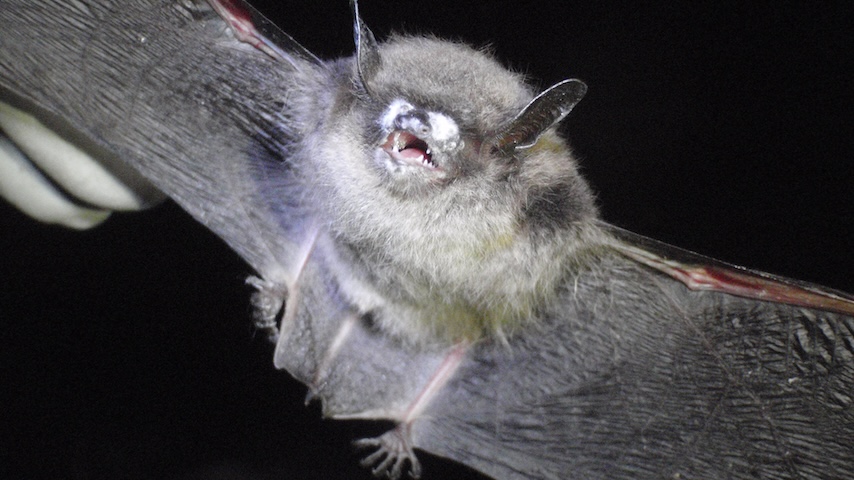 Save the Bats, Save the World: A Grim Natural Experiment Links Wildlife Disease to Human Infant Mortality