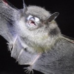 Save the Bats, Save the World: A Grim Natural Experiment Links Wildlife Disease to Human Infant Mortality