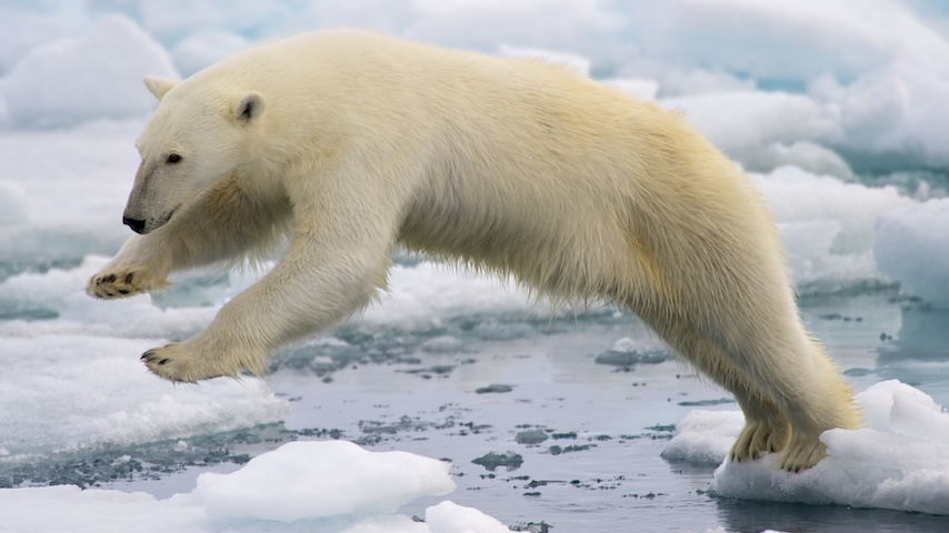 Iceland Killed a Visiting Polar Bear