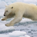 Iceland Killed a Visiting Polar Bear