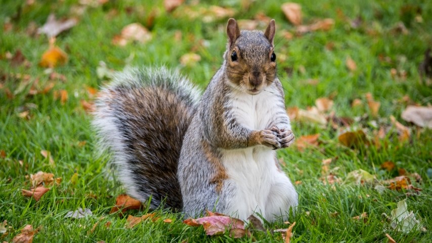 I Am Declaring War on Squirrels, Tiny Totalitarians Destroying My Garden