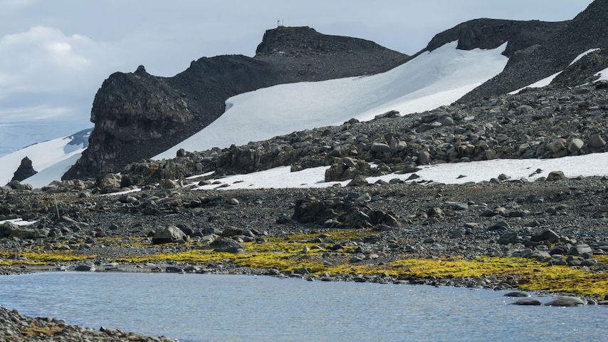 Antarctica Is Not Supposed To Be This Green