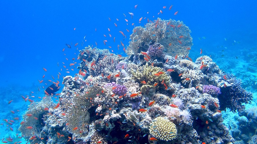 Study: Maybe Coral Reefs Are Not Entirely Screwed