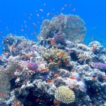 Study: Maybe Coral Reefs Are Not Entirely Screwed