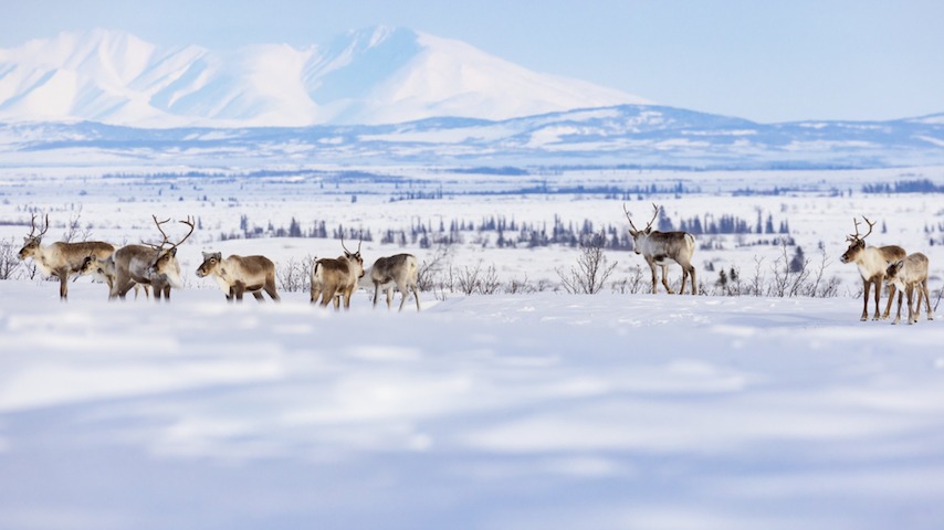 The Arctic Tundra Used to Store More Carbon Than It Released. Not Anymore.