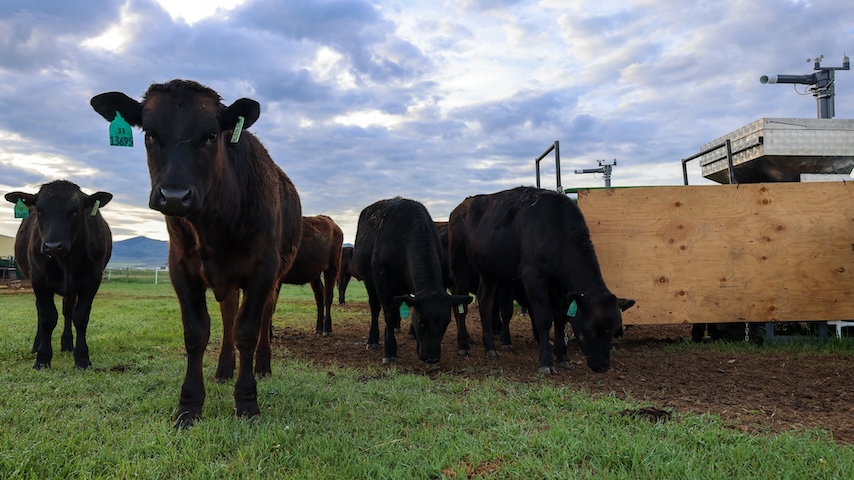 Seaweed Could Be the Answer to Cow Burps