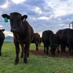 Seaweed Could Be the Answer to Cow Burps