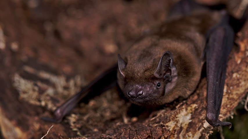 These Migrating Bats Are Surfers — Sort Of