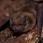 These Migrating Bats Are Surfers — Sort Of