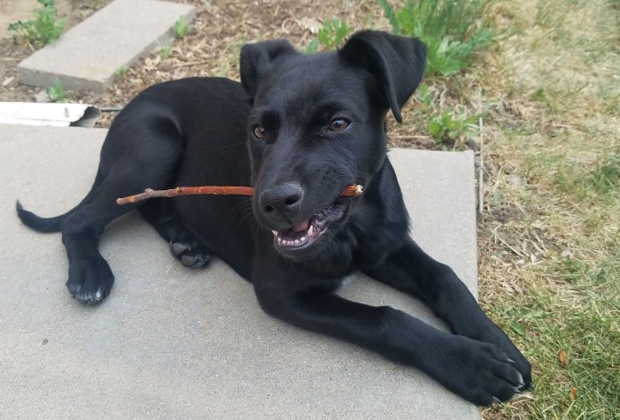 Rocky mid-bite on a stick with a look on his face so cute it should be illegal 