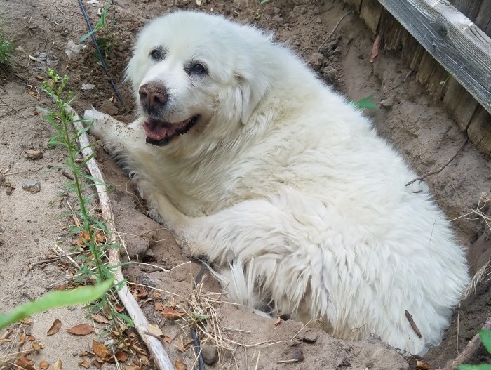 Our big white beast smiling and lying in a hole she dug for herself