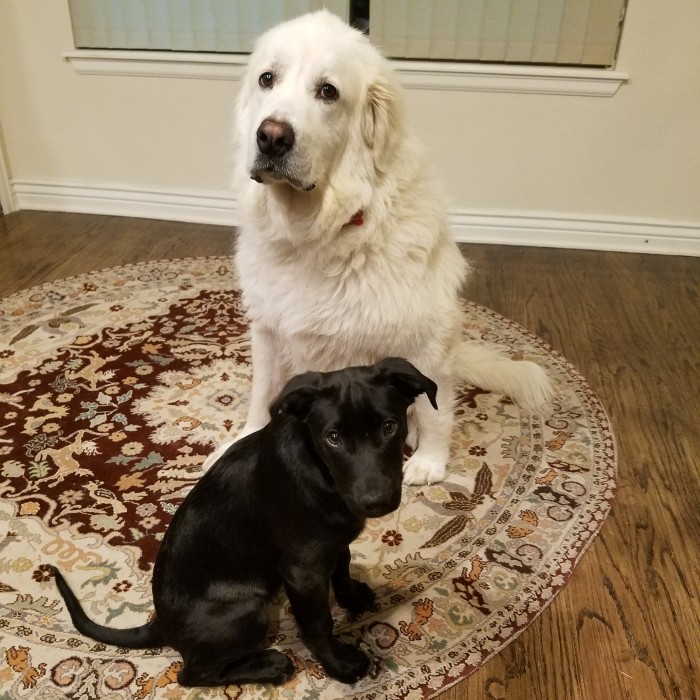 Rocky the puppy sitting in front of Annie in an idyllic photo